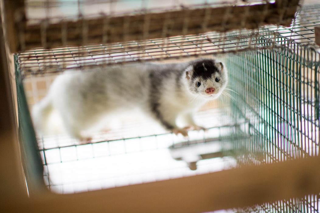 Mink på en minkfarm på Listerlandet i Blekinge.
