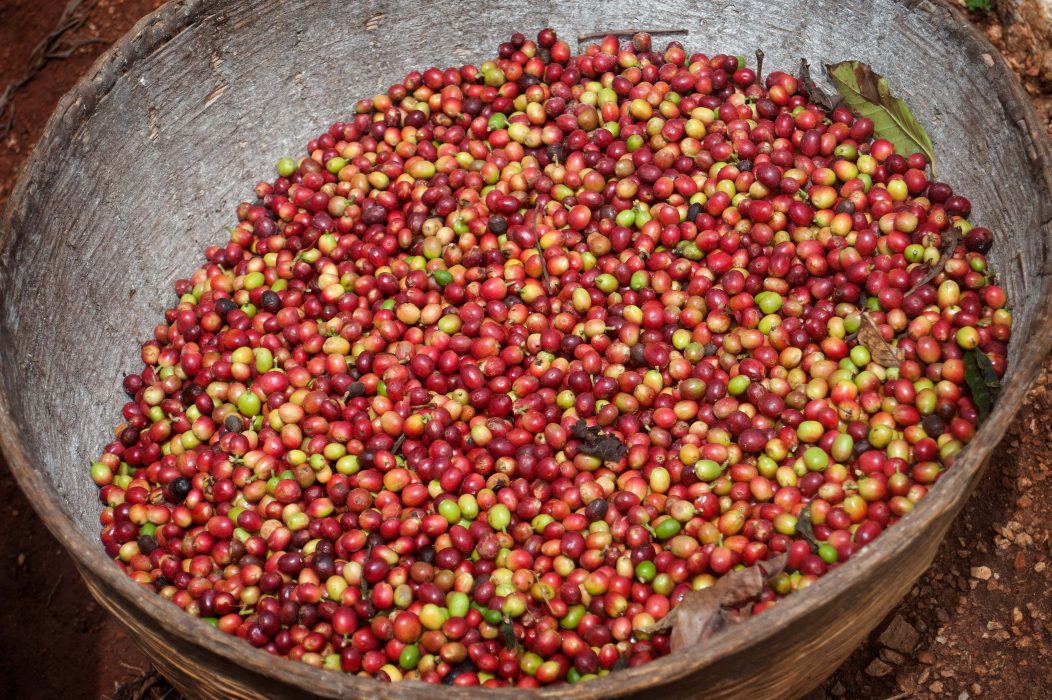 Nyplockade kaffebönor.