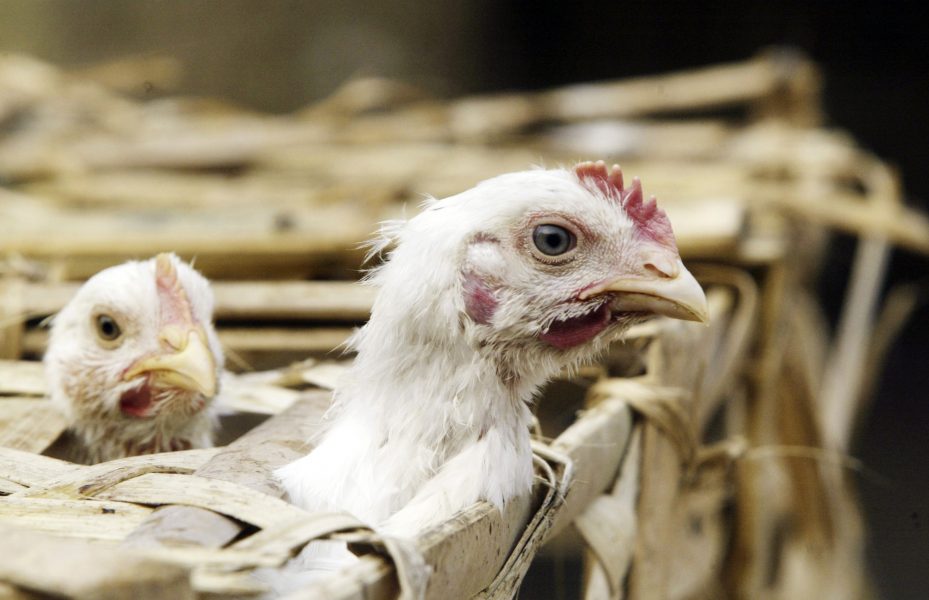 Upp till 70 000 kycklingar kan behöva avlivas i Tyskland för att förhindra ett större utbrott av fågelinfluensa.