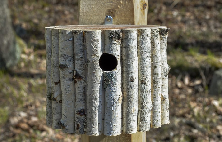 Att sätta upp fågelholkar har blivit en vanligare hållbarhetsåtgärd bland Riksbyggens bostadsrättsföreningar.
