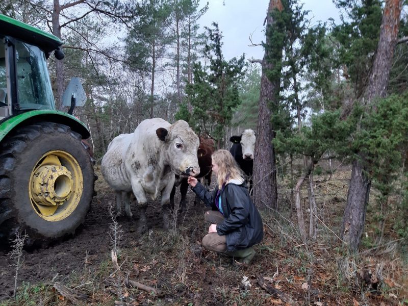 Tjurarna Melvin, Harry och Ferdinand med en volontär på Gotlands djurfristad