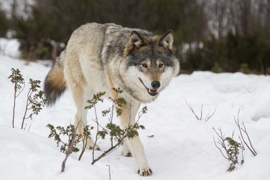 Licensjakten på varg har fått kritik från både jägar- och djurrätts- och miljöhåll.