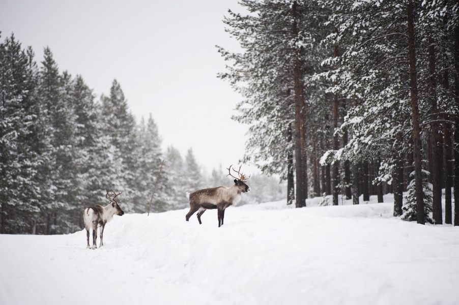 Hänglav i fjällnära skogar är viktigt vinterbete för renarnas överlevnad.