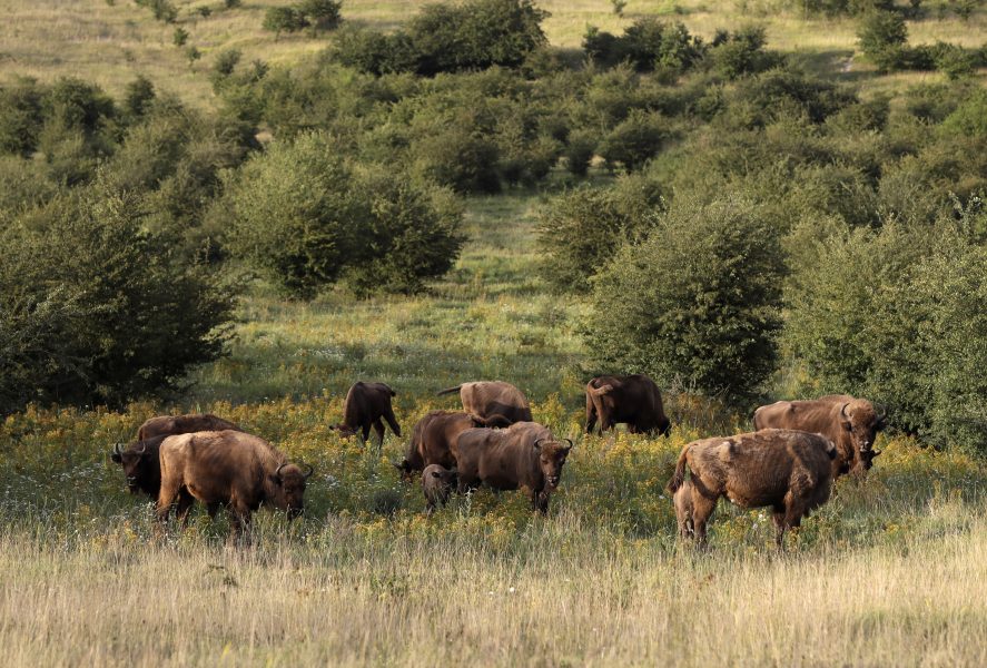 Antalet vilda bisonoxar i Europa har ökat.
