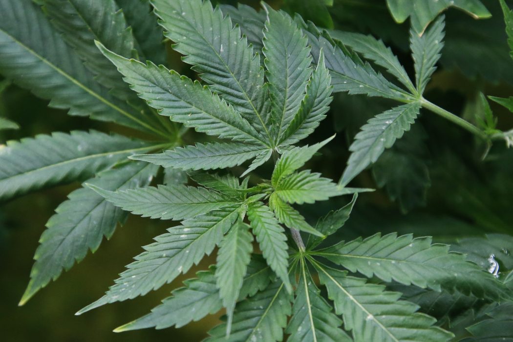 Cannabisplantor.
