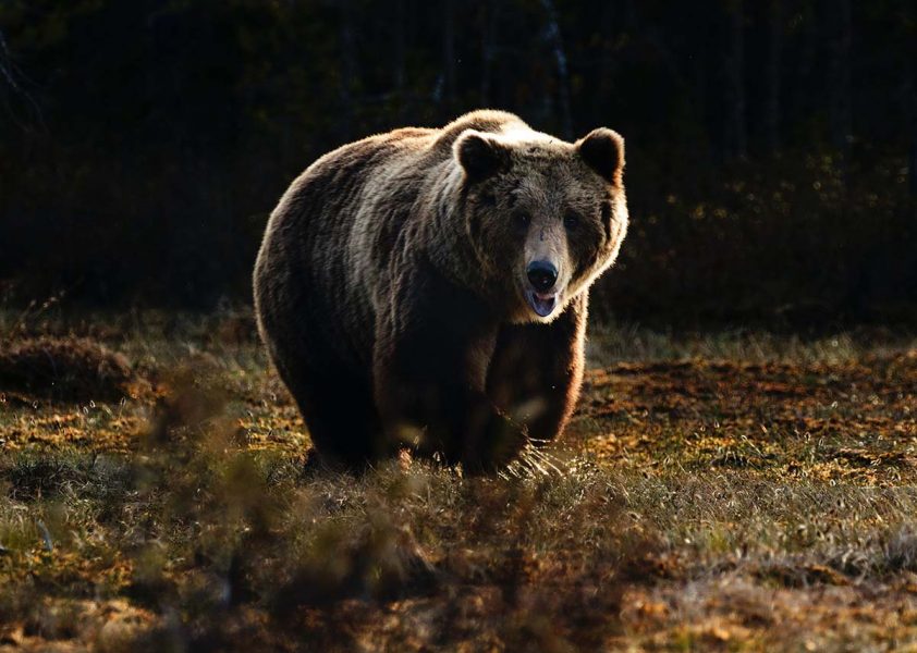 Brunbjörnsprojekt får mest bevarandepengar av EU.