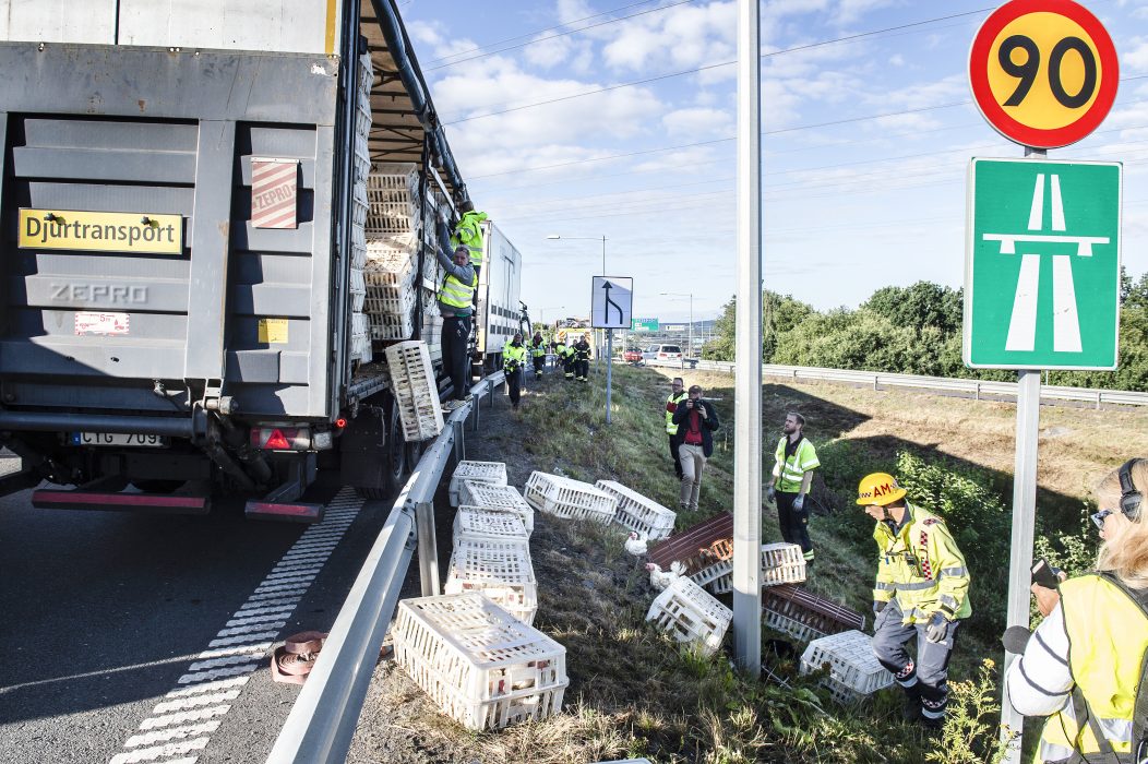 Räddningstjänsten i Jönköping fick rycka ut sedan hundratals höns hamnat på vägen längs riksväg 40