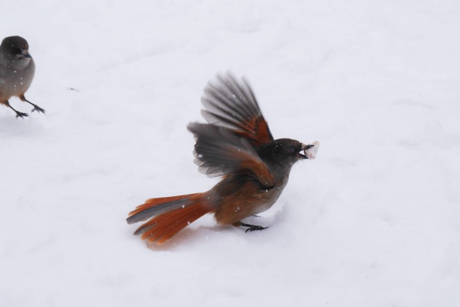 Lavskrika, med latinska namnet Perisoreus infaustus, är en artskyddan men ej rödlistad kråkfågel som förekommer i lavklädd barrskog i norra Skandinavien och in i Sibirien.