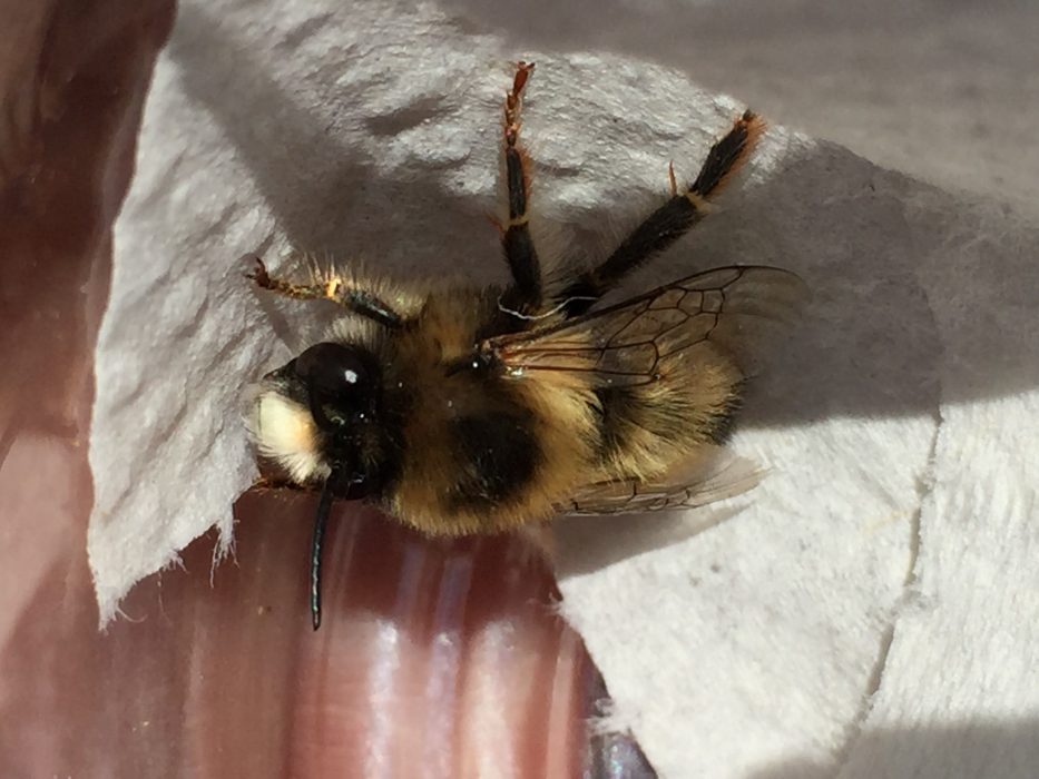 Humlepälsbiet har sedan 2014 omfattats av Naturvårdsverkets Åtgärdsprogram för hotade arter.