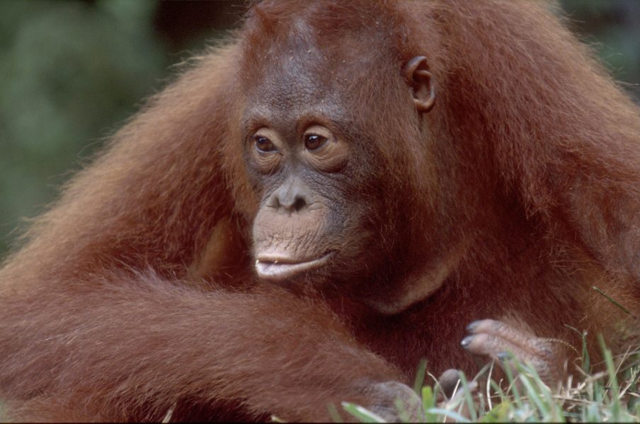 Stor efterfrågan på palmolja är ett av de största hoten mot Sydostasiens kvarvarande regnskogar och därmed mot de sista orangutangerna.