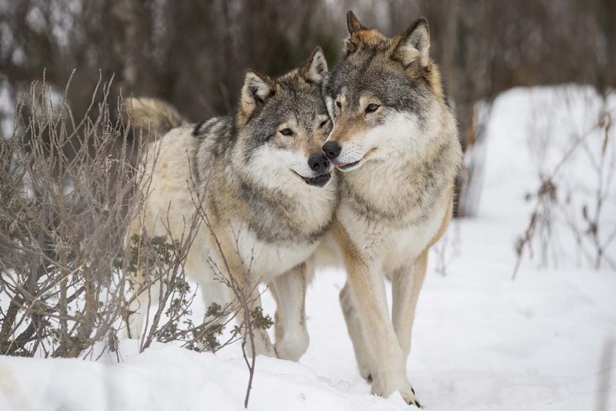 Två vargar i Norge.
