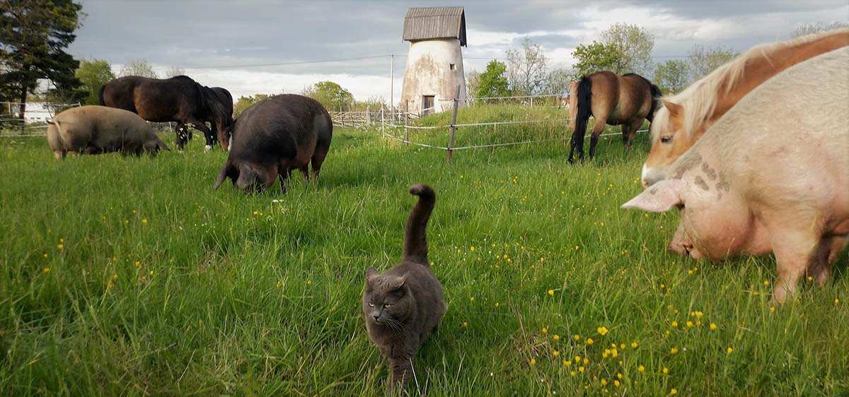 Grisar, hästar och en katt i harmoni sida vid sida på Gotlands djurfristad