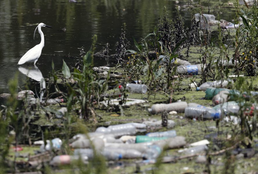 En vit häger står mellan dumpade plastflaskor och avfall vid floden Sava i Belgrad, Serbien.