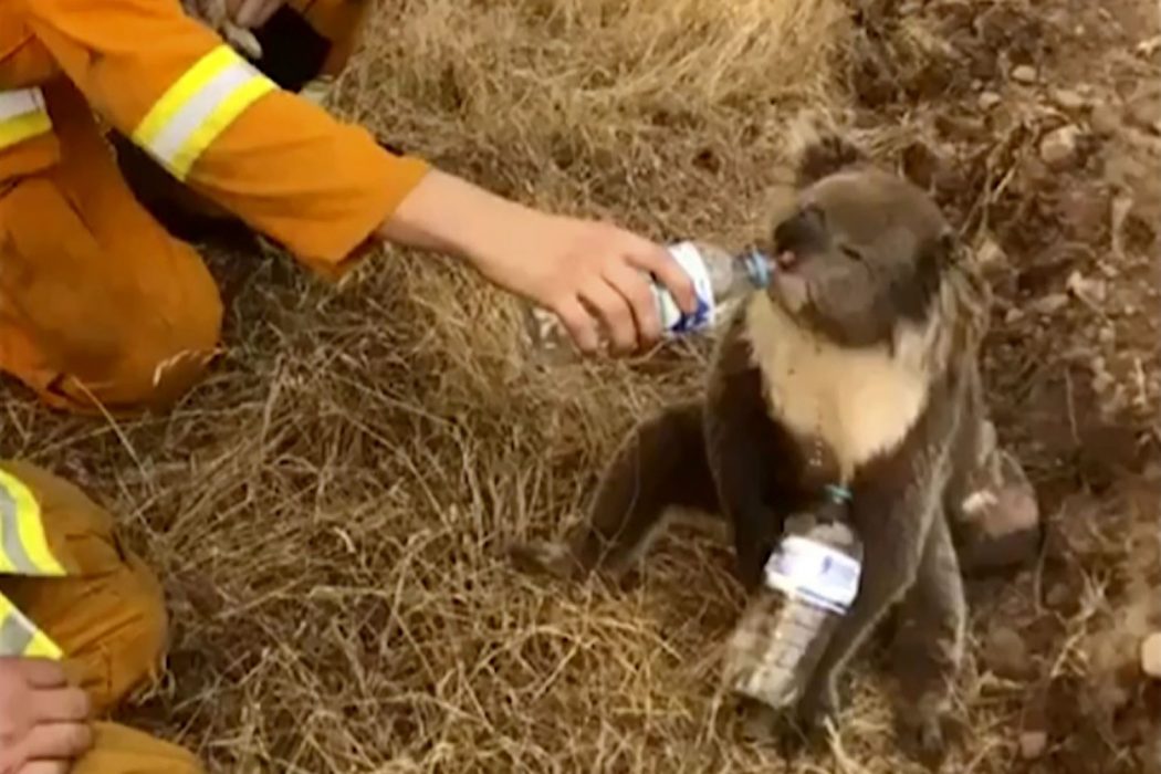 En tredjedel av koalastammen i delstaten New South Wales, där de flesta koalor lever, tros ha dött i bränderna sedan september