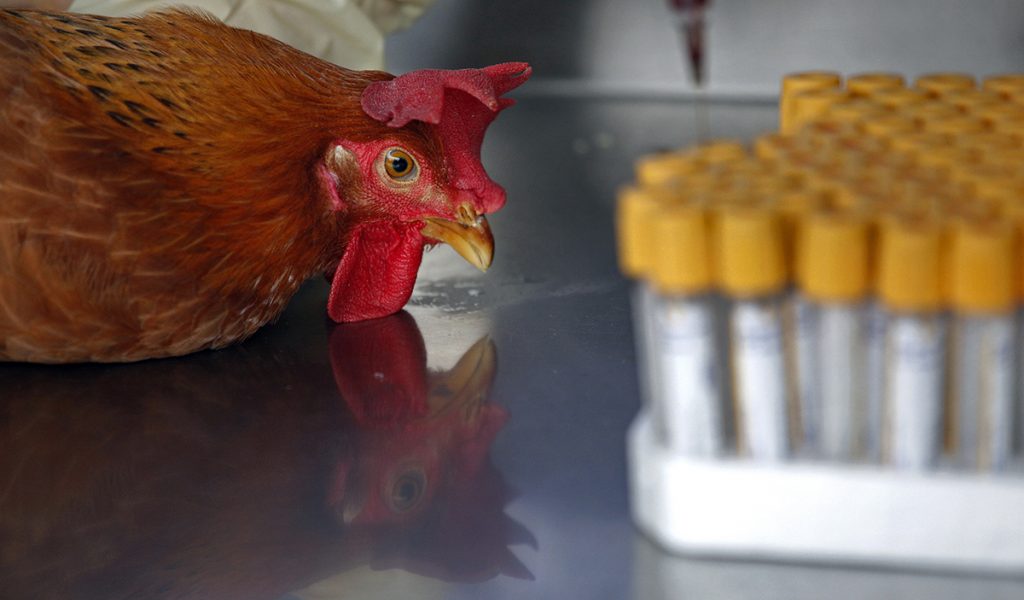 En höna testas för fågelinfluensa i Hongkong 2013.