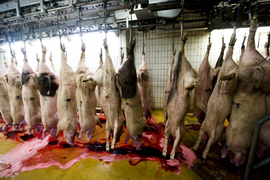 KRAV-slakteriet i södra Sverige lägger ner sin verksamhet efter avslöjandet om hur djur utsätts för tortyrliknande handlingar.