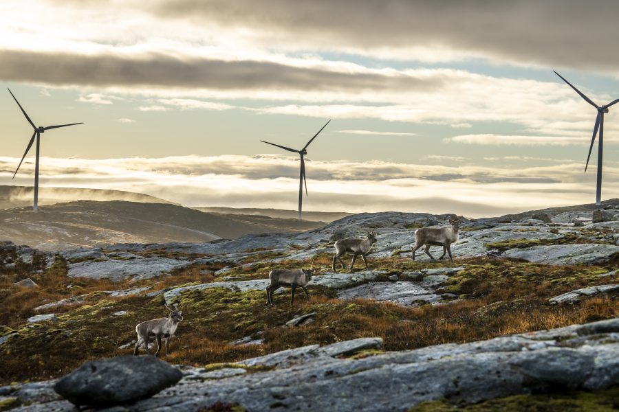 Gruvbolaget LKAB:s vindkraftssatsning i Norrbotten kan komma att bli ett hot för samernas rennäring.