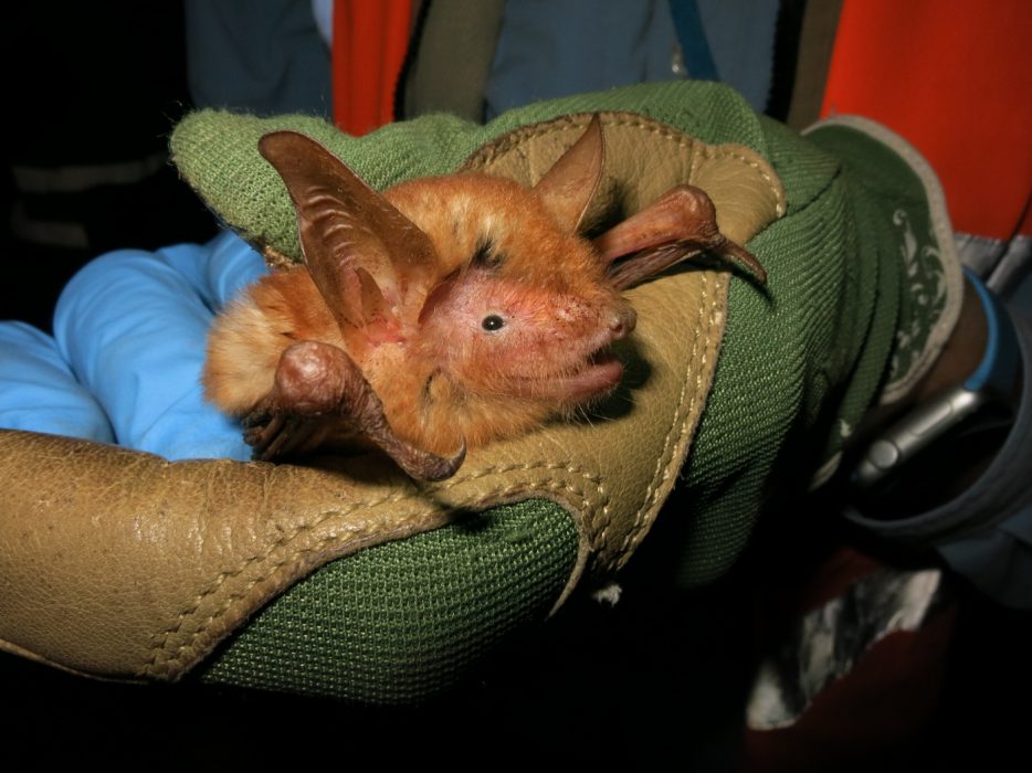 Den färgglada Myotis nimbaensis har nu status som egen och ny art av fladdermus.