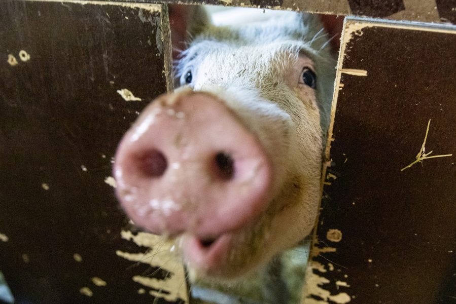 Ett åkeri i Småland hotas av miljonvite om man fortsätter lasta för många grisar på transporter.