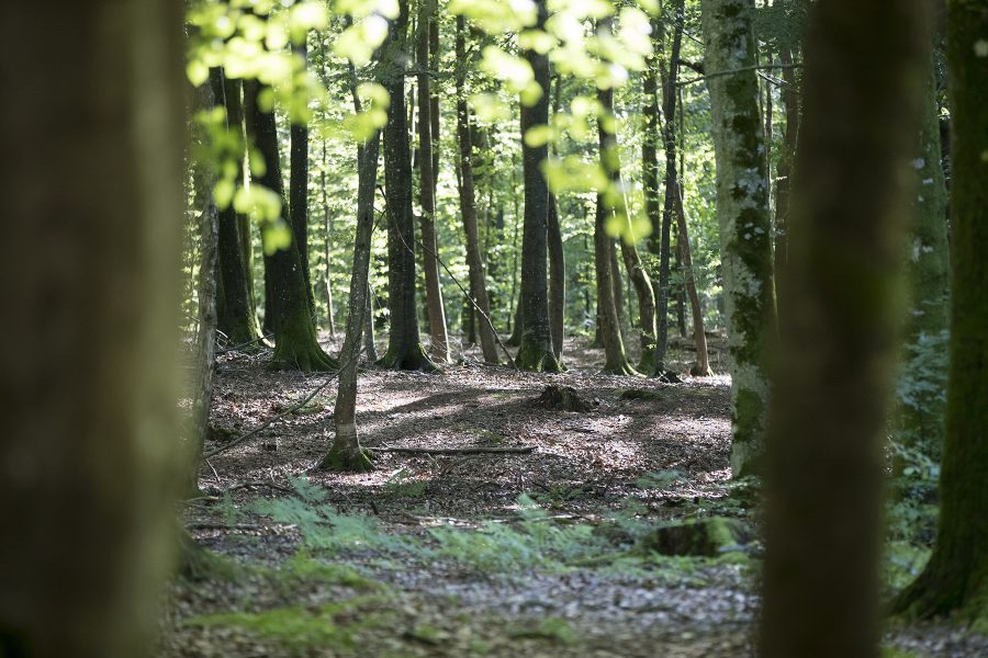 I dag, måndag, arrangerar Naturskyddsföreningen ett webbinarium om hur ett nytt skogsbruk som kan rädda klimatet.