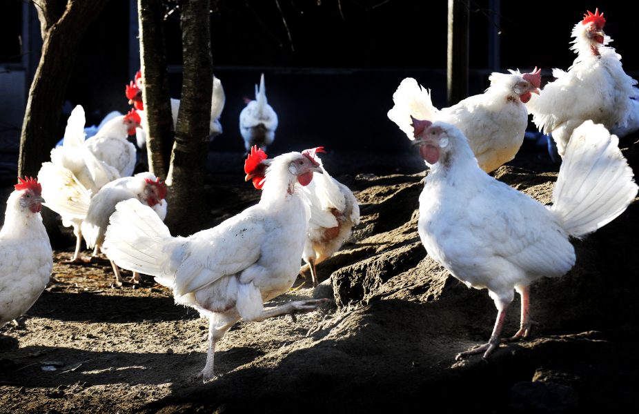 En värphönsgård i Småland har drabbats av ett omfattande utbrott av fågelinfluensa – nu måste hundratusentals hönor avlivas, efter beslut från Jordbruksverket.
