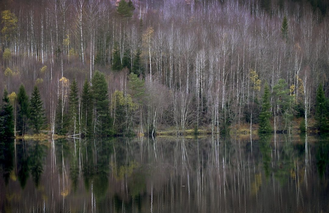 I Sverige är vi vana att tänka på skogen omkring oss som gemensam.