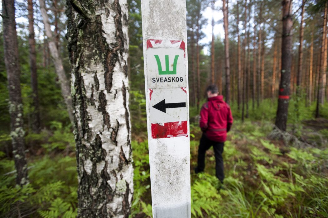 Sveaskogs vd Hannele Arvonen får lämna sitt uppdrag med omedelbar verkan.