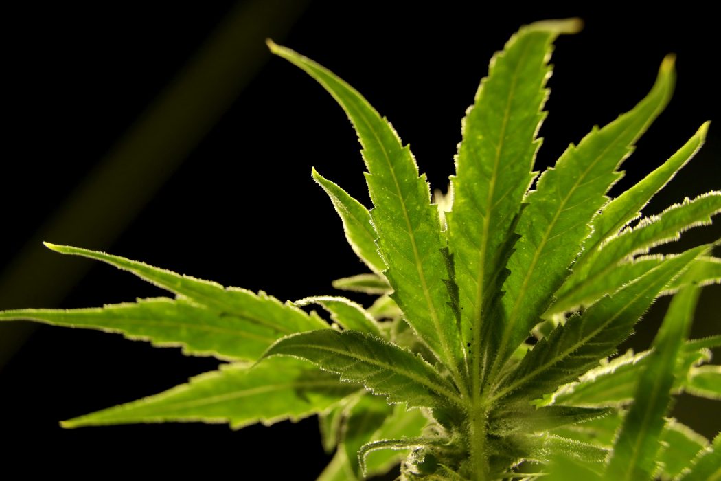 Samtidigt som cannabis avkriminaliserades New Jersey, USA, vid årsskiftet finns det kvar delstatliga lagar som förbjuder innehav, användning och försäljning.
