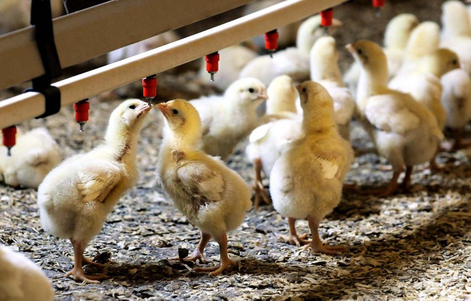 Produktionen av fågel och gris behöver minska med 43–58 procent för att det ska vara hållbart, enligt en ny studie från SLU.