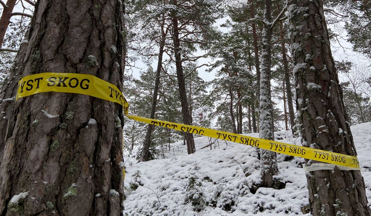 Naturskyddsföreningen menar att de svenska skogarna tystnar allt mer och ersätts av planteringar.
