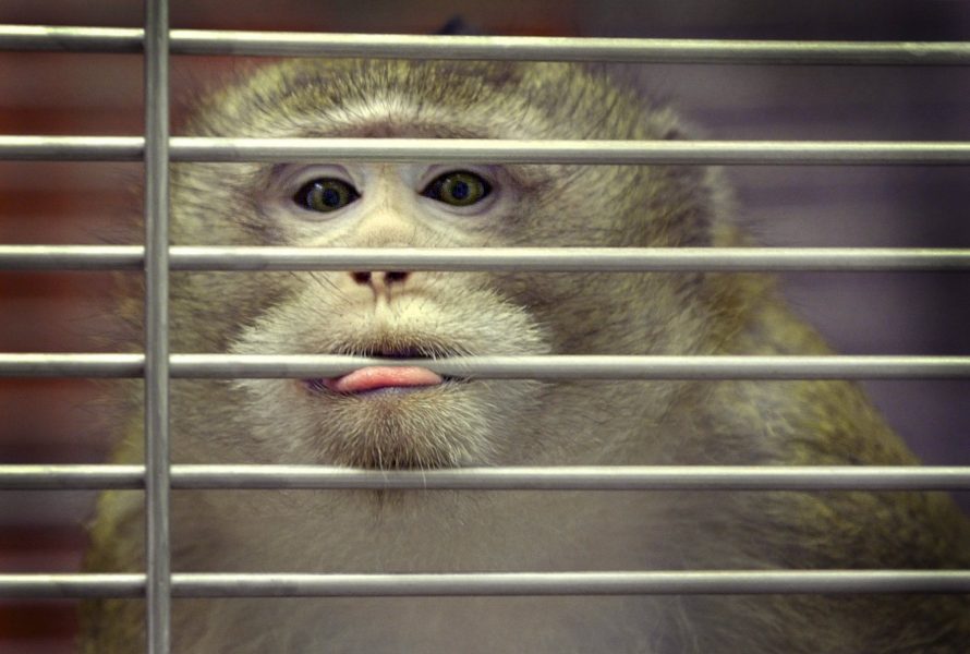 År 2018 användes 20 stycken apor till djurförsök i Sverige.