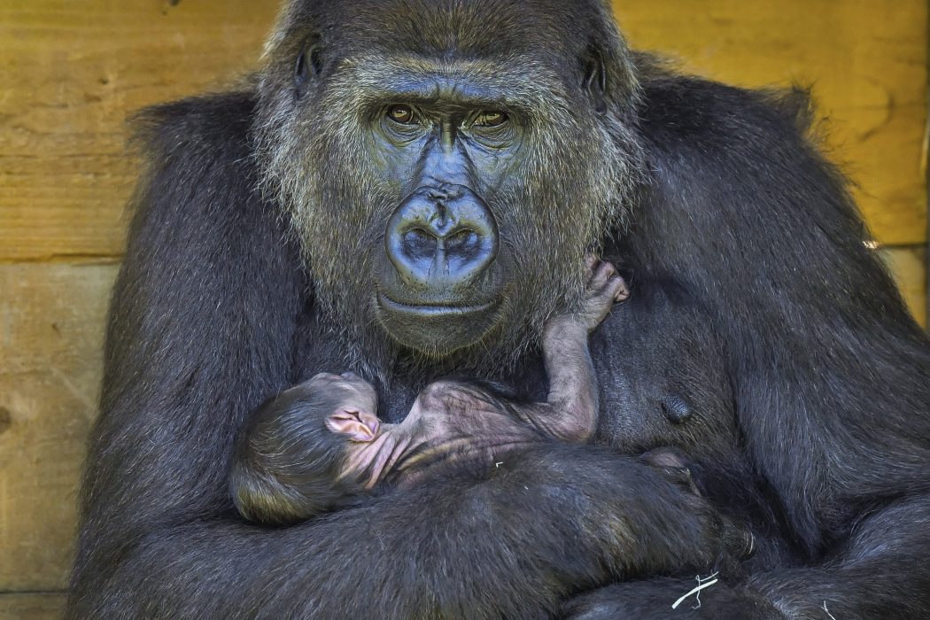 Västlig låglandsgorilla är akut hotad av utrotning, här på ett Zoo i Storbritannien.