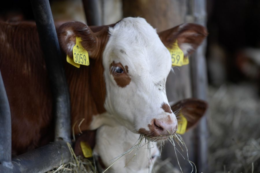 Kor har hittats instängda i ett hönshus med gyttja och gödsel upp till knäna på en gård i Värmland.