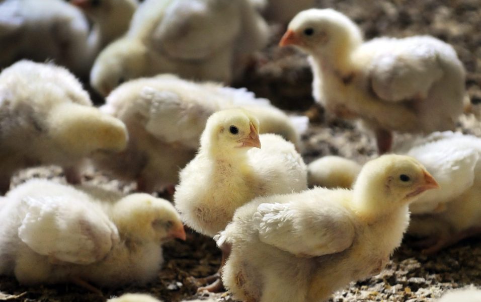 94 procent av alla djur som slaktades i Sverige under 2020 var kycklingar.