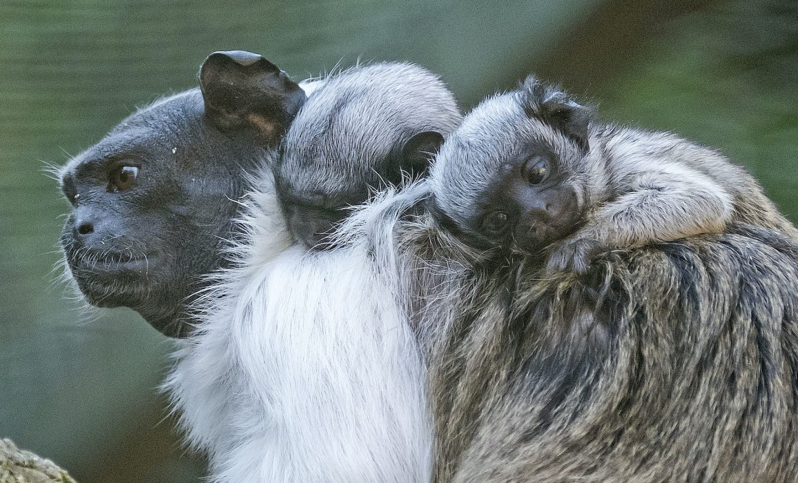 Den tvåfärgade tamarinen är en av de mest hotade aporna i Amazonas.