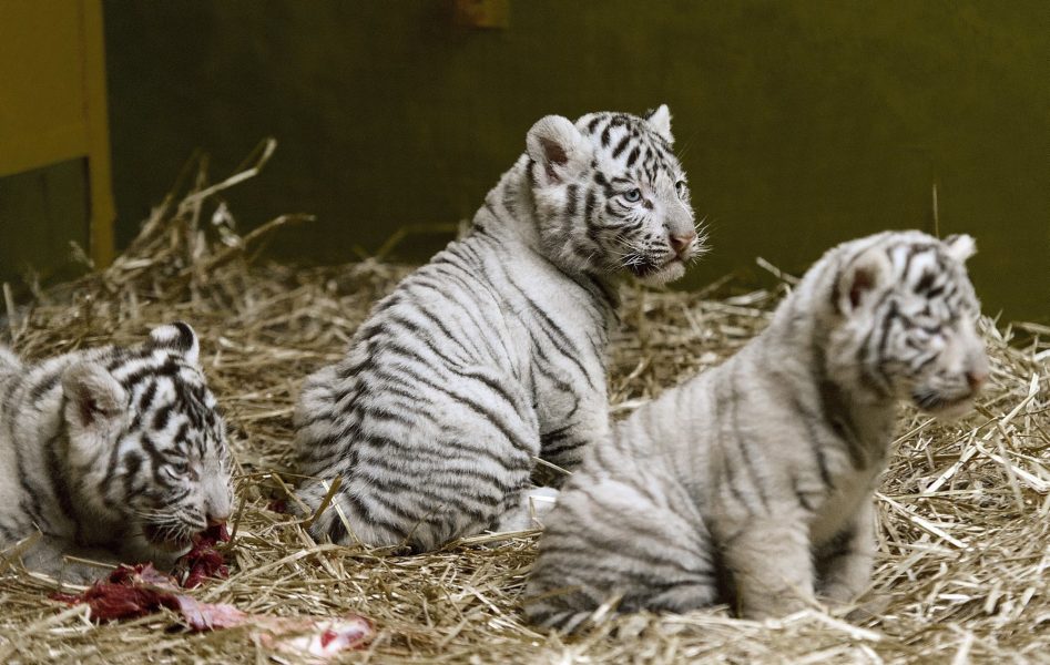 Två vita tigerungar har dött i Pakistan.
