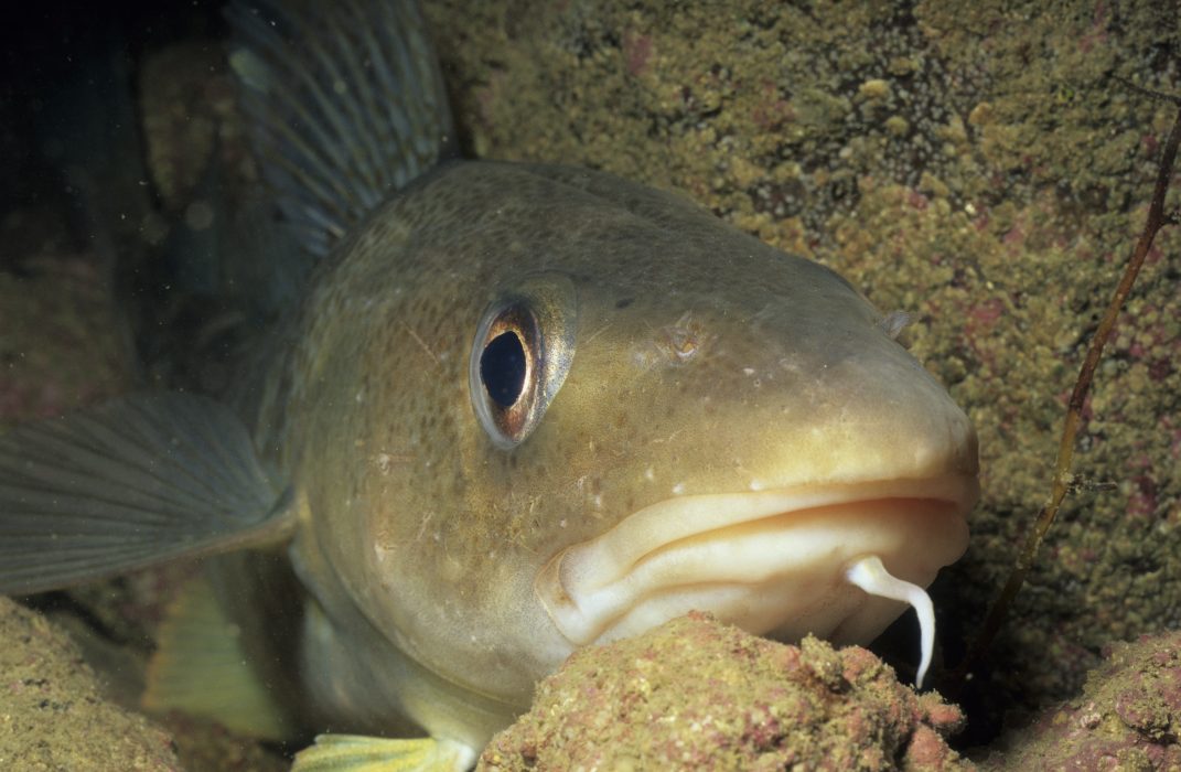 Djur och växter som utnyttjas för hårt av människan kan genomgå evolutionära storleksförändringar, enligt en ny studie av forskare från Lund och Toronto.