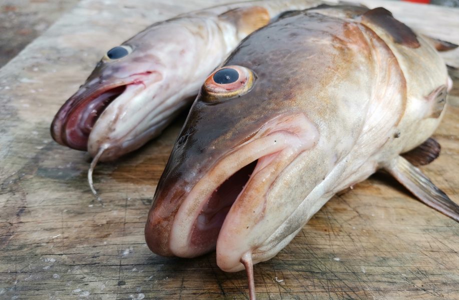Trots torskfiskestopp dödas tusentals ton varje år i Östersjön, och kastas tillbaka i havet.