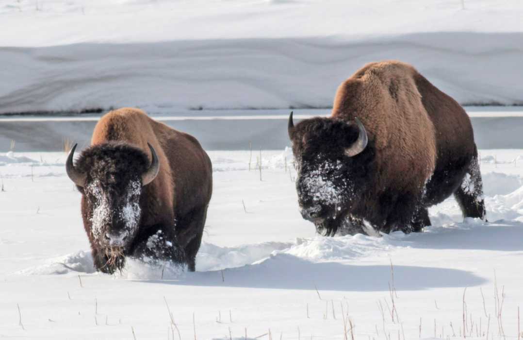 För några hundra år sedan fanns det tiotals miljoner bisonoxarna i Nordamerika, nu finns färre än 1 000 bisonoxar på kontinenten.