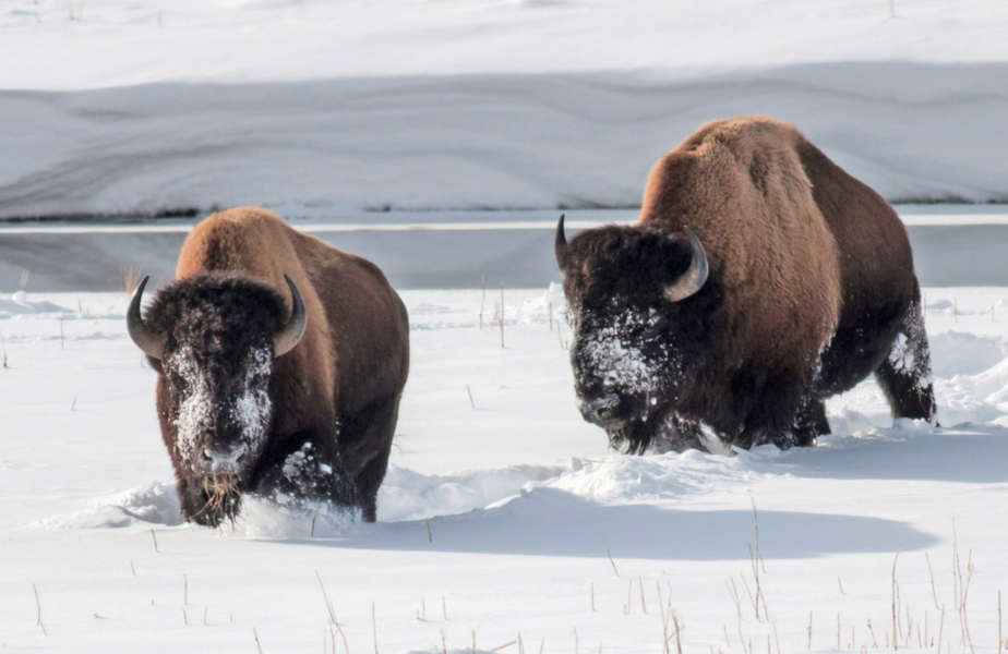 För några hundra år sedan fanns det tiotals miljoner bisonoxarna i Nordamerika, nu finns färre än 1 000 bisonoxar på kontinenten.
