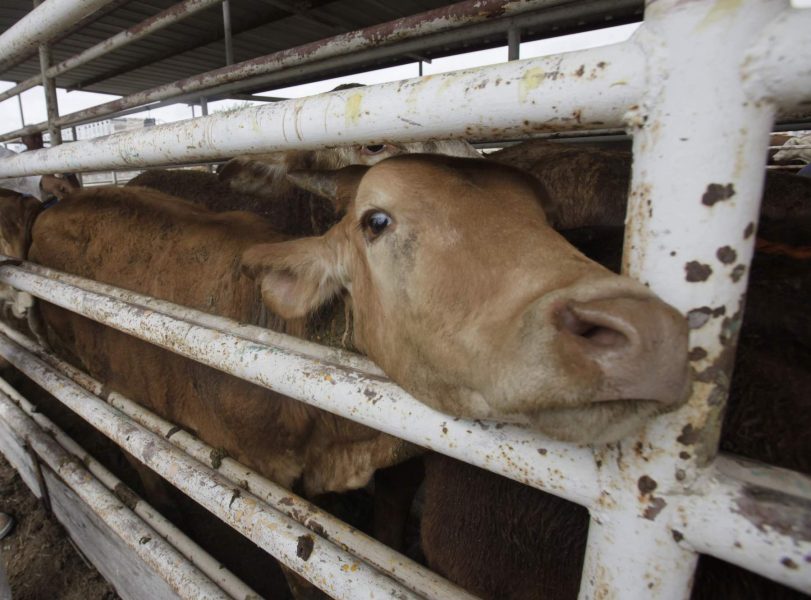 Enligt EU:s regler för djurtransporter ska det finnas en plan för hantering av nödsituationer som sjukdomsutbrott.
