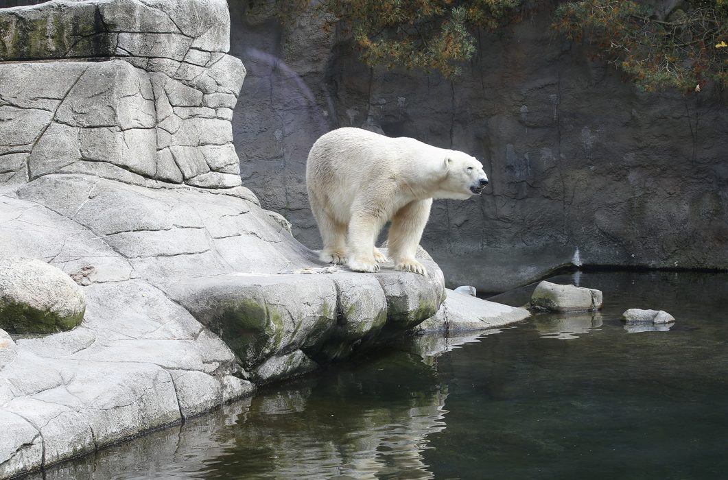 Var hör isbjörnen hemma? I den fria eller som på bilden i en djurpark? Det tål att tänkas på den 27 februari då det är Internationella isbjörnsdagen.