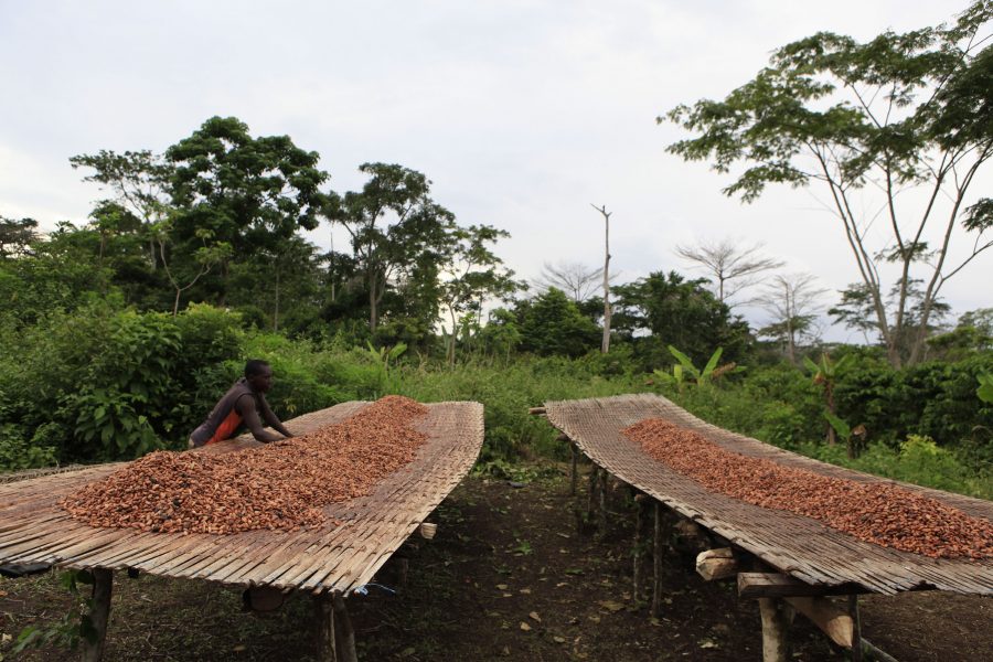 Kakaoplantage i Elfenbenskusten.