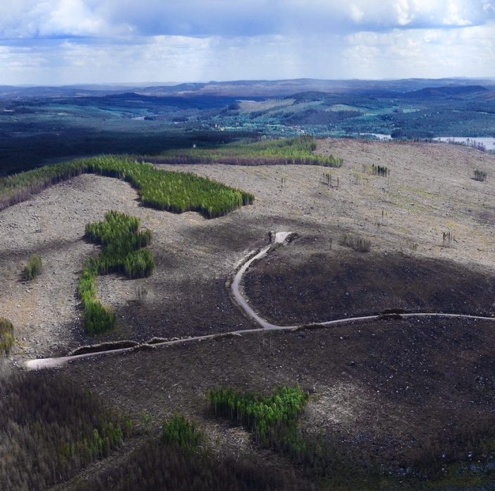 Det tog Peter Magnusson tio år att spela in dokumentärfilmen Om skogen – kampen om de sista naturskogarna.