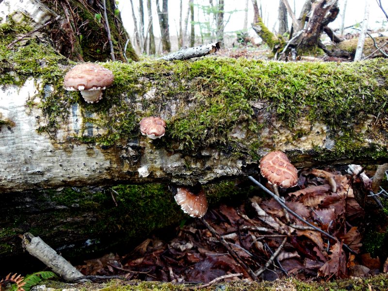 I naturen lever shiitake på på stockar av trä.