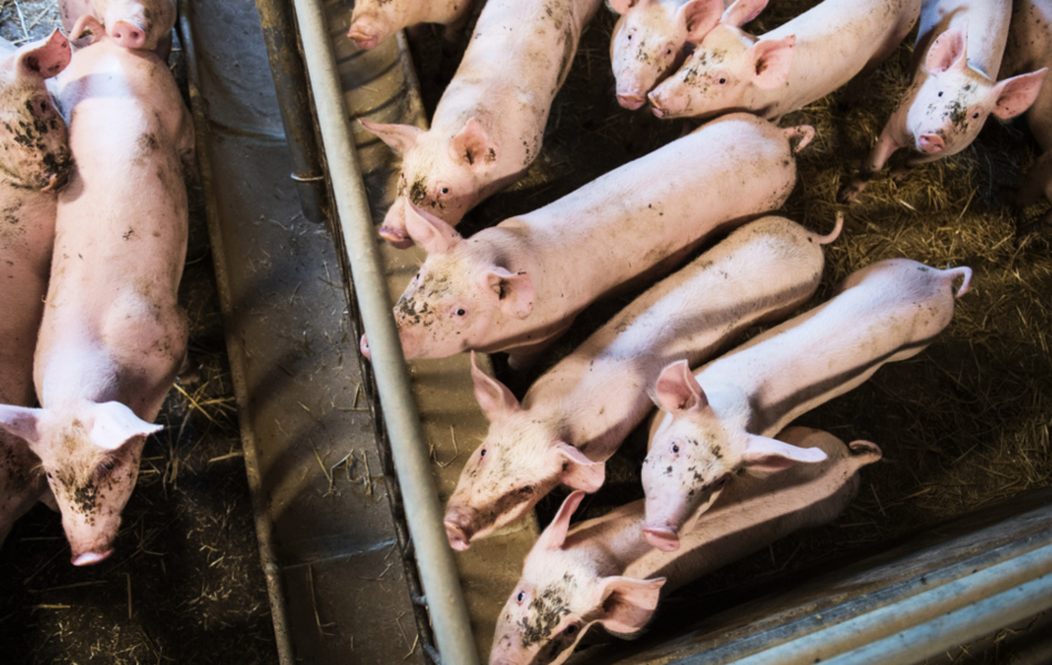 2 622 800 grisar slaktades förra året i den svenska djurindustrin.