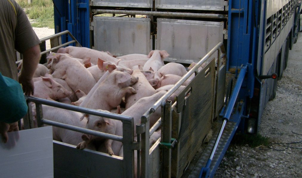 Att grisar föds i ett land, växer upp i ett annat och slaktas i ett tredje är inte ovanligt.