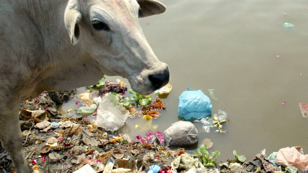 Miljontals kor strövar fritt på Indiens gator och äter vad de kommer över.