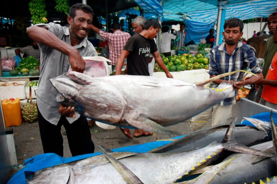 En gulfenad tonfisk levereras till en fiskmarknad på Maldiverna.