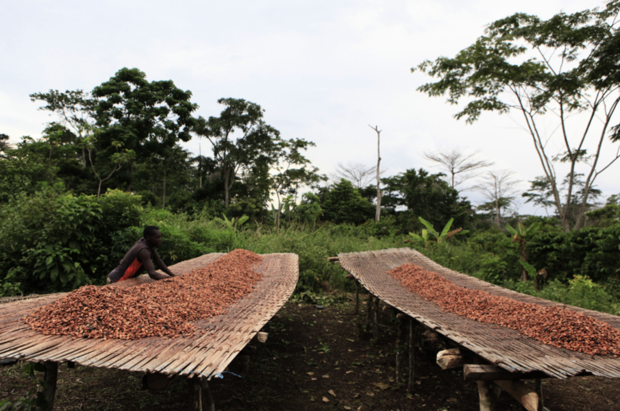Chokladkonsumtionen i framförallt Storbritannien och Tyskland bidrar till avskogningen i Elfenbenskusten.